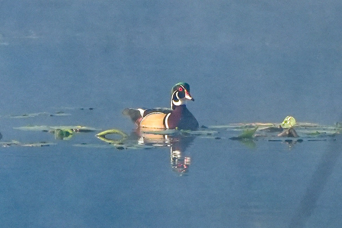 brudeand - ML646820913