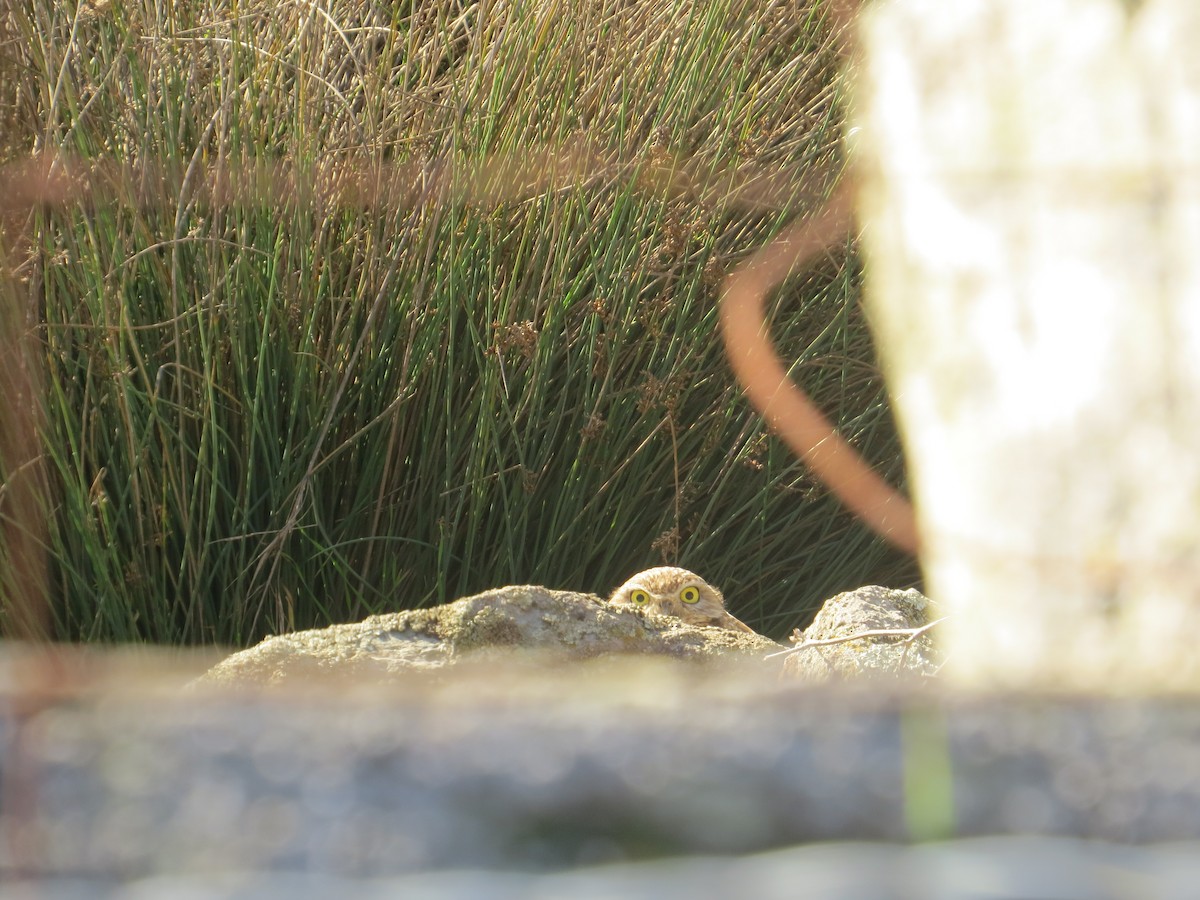 Burrowing Owl - ML646820915