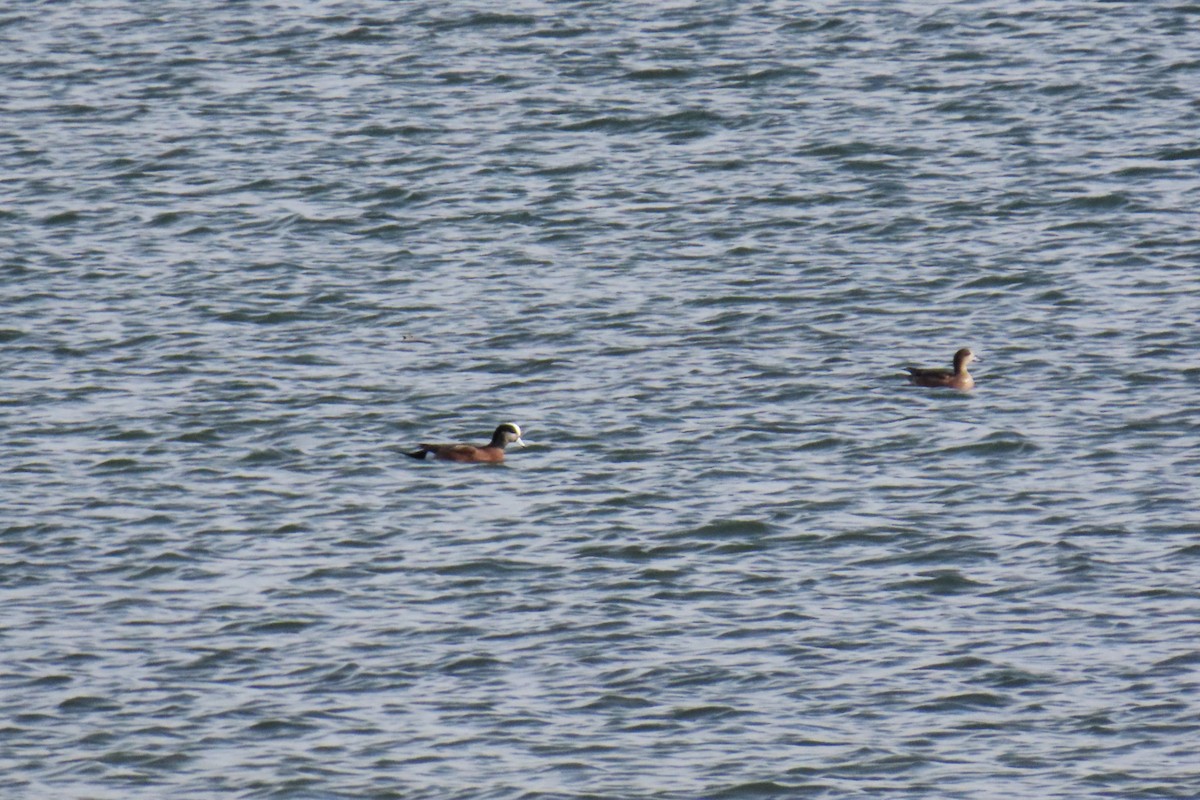 American Wigeon - ML646820916
