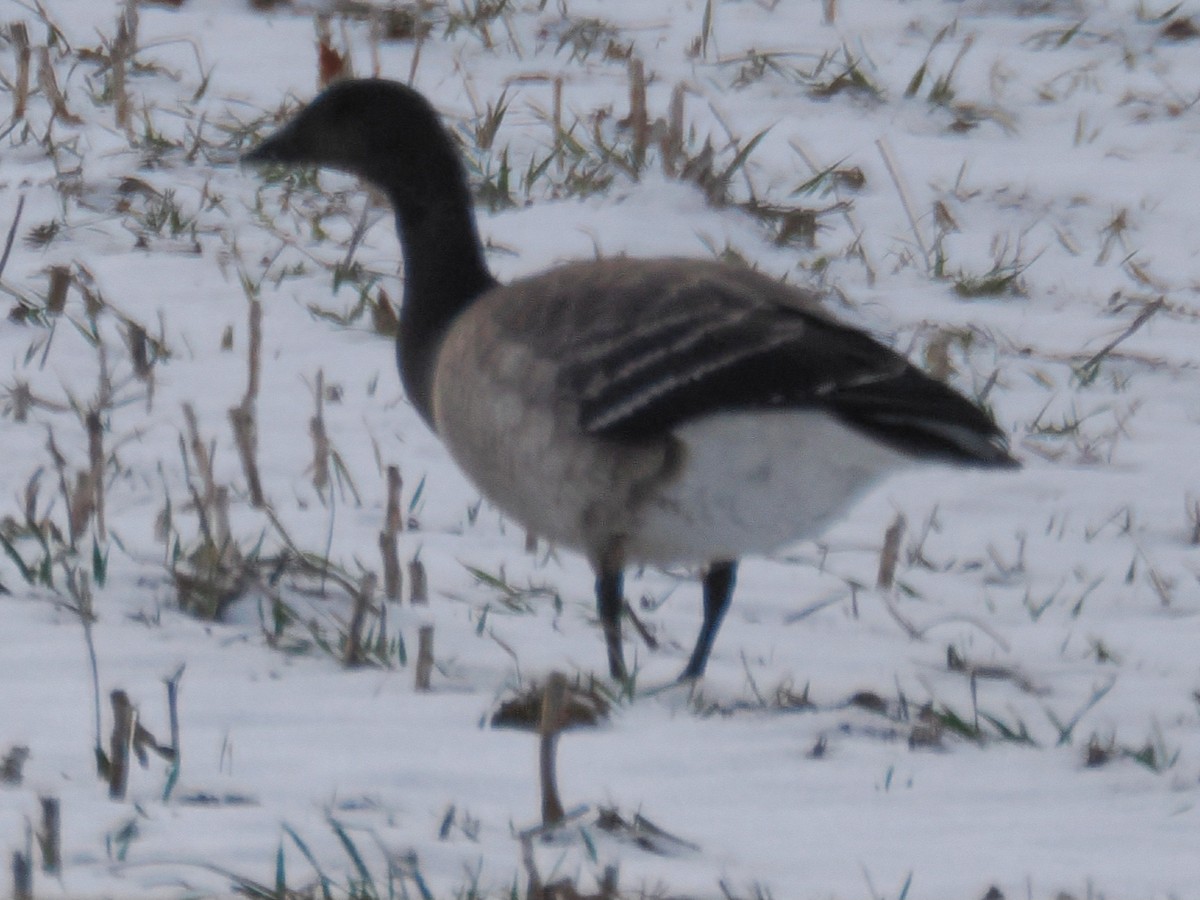 黑雁 - ML646820917