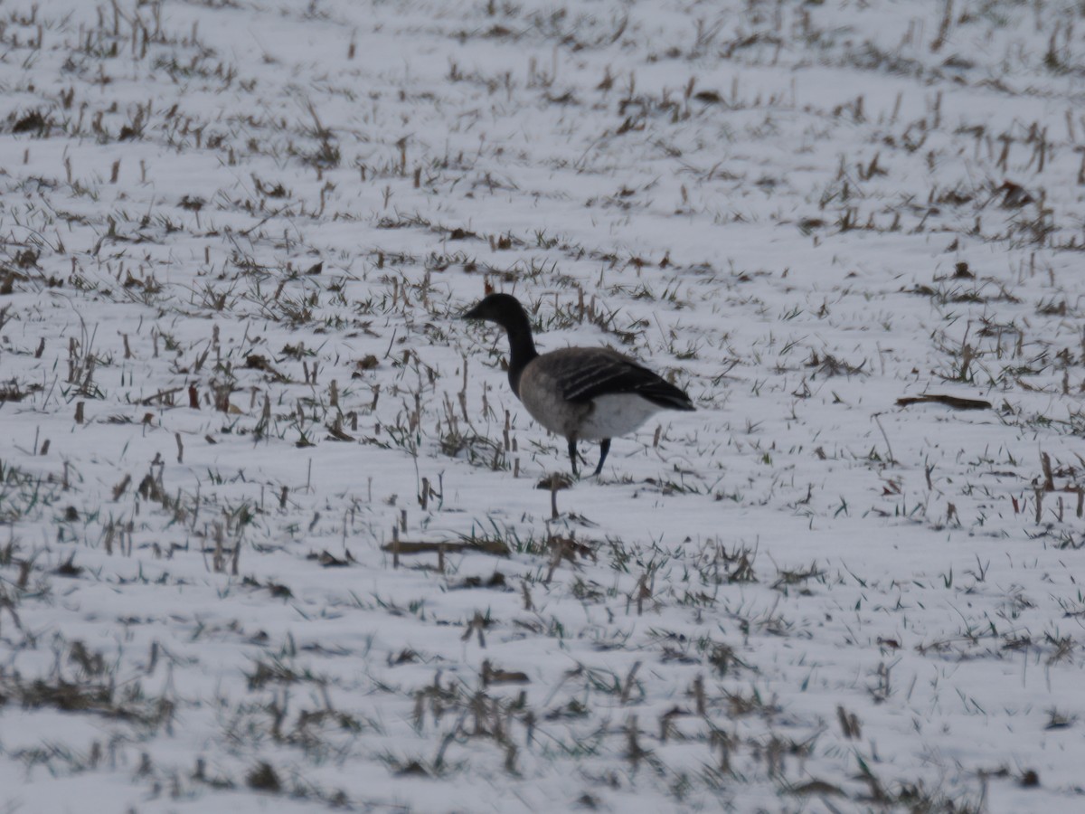 黑雁 - ML646820919