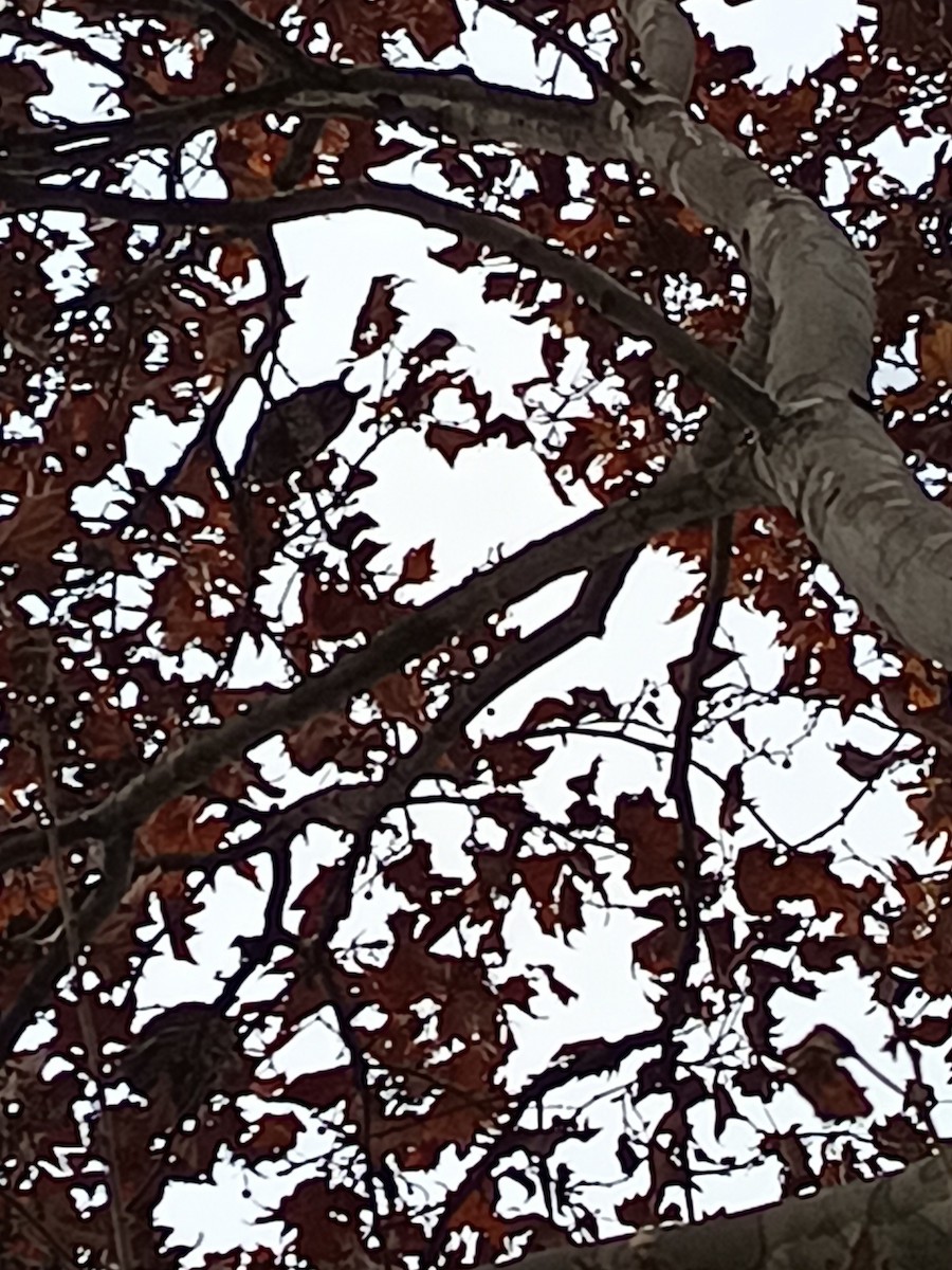 Gufo comune - ML646820920