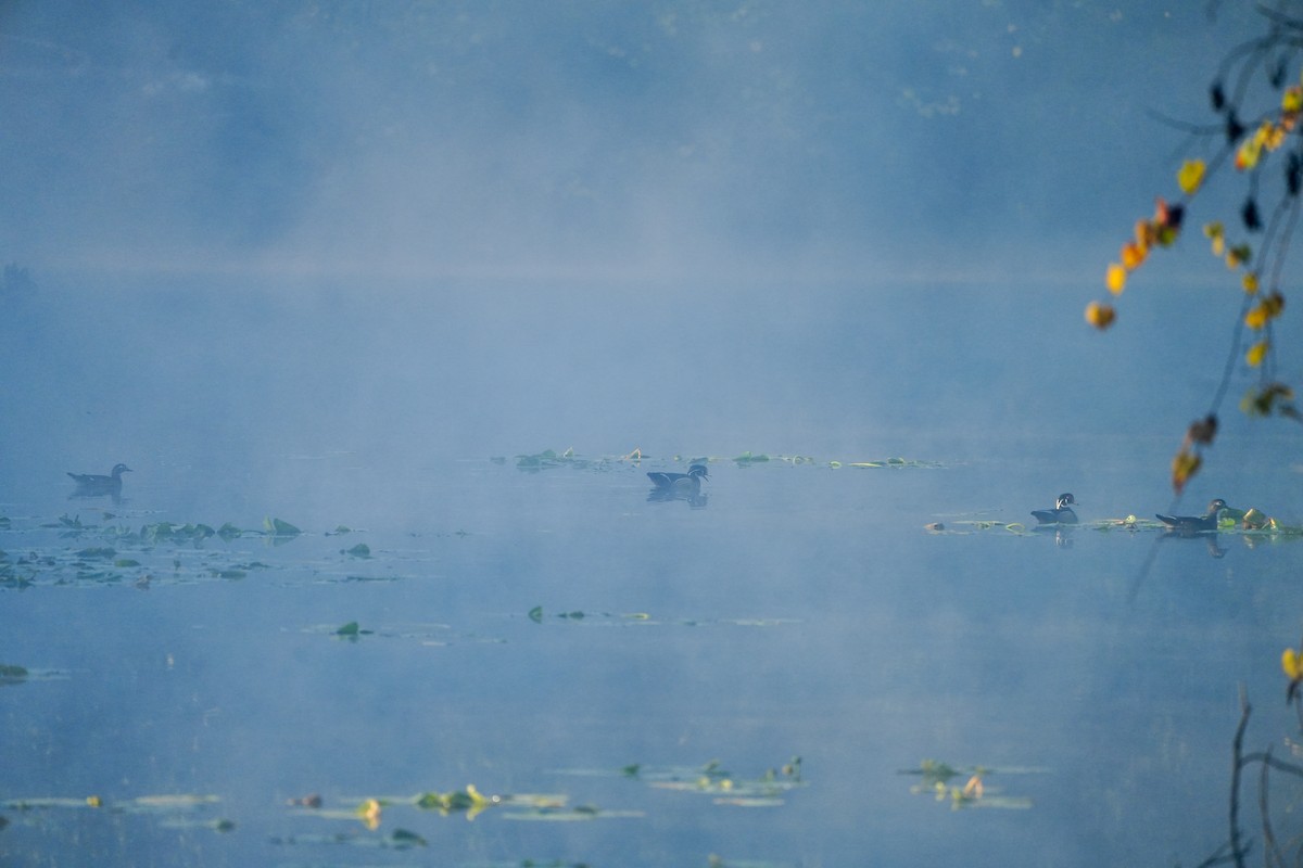 brudeand - ML646820921