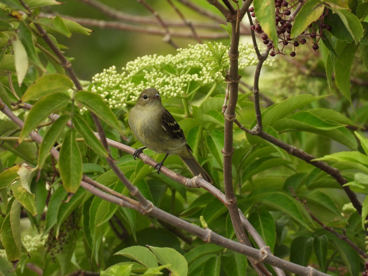 Mountain Elaenia - ML646820922