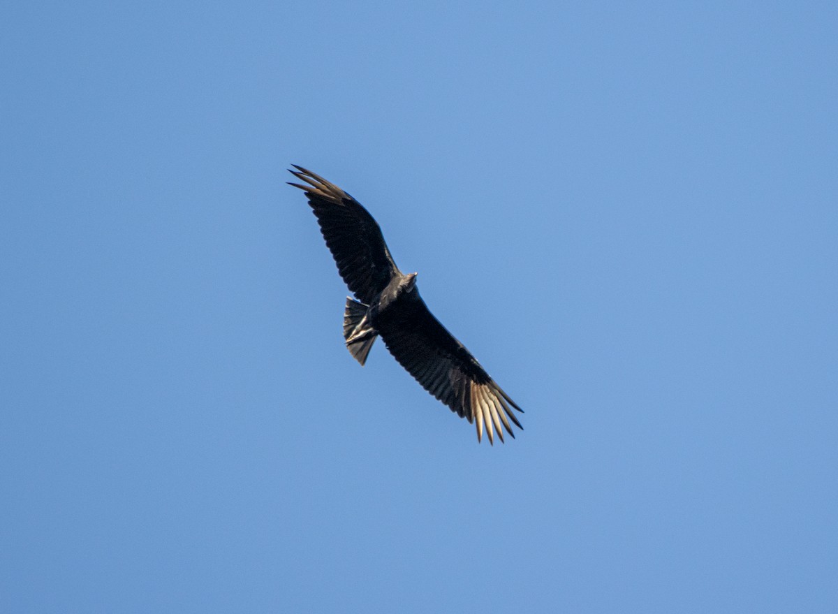 Lesser Yellow-headed Vulture - ML646820923