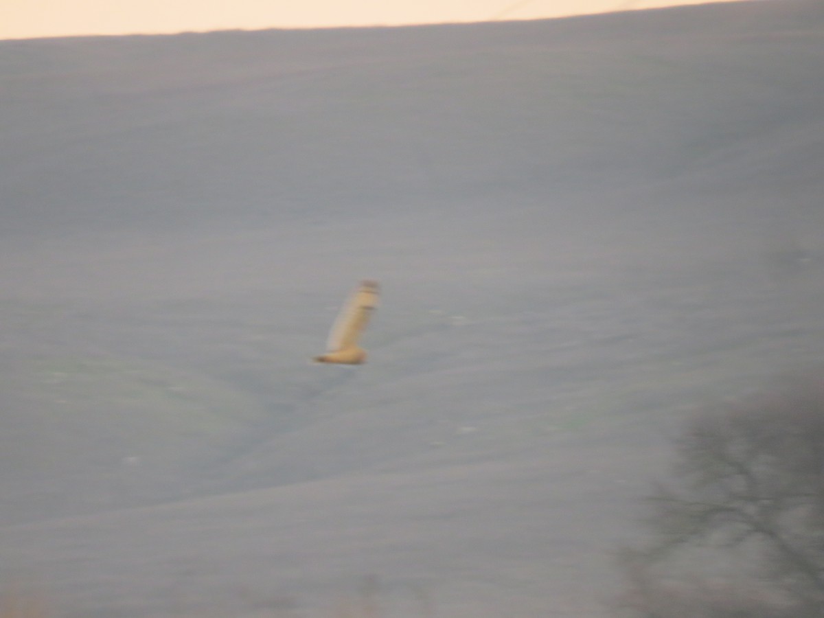 Short-eared Owl - ML646820927