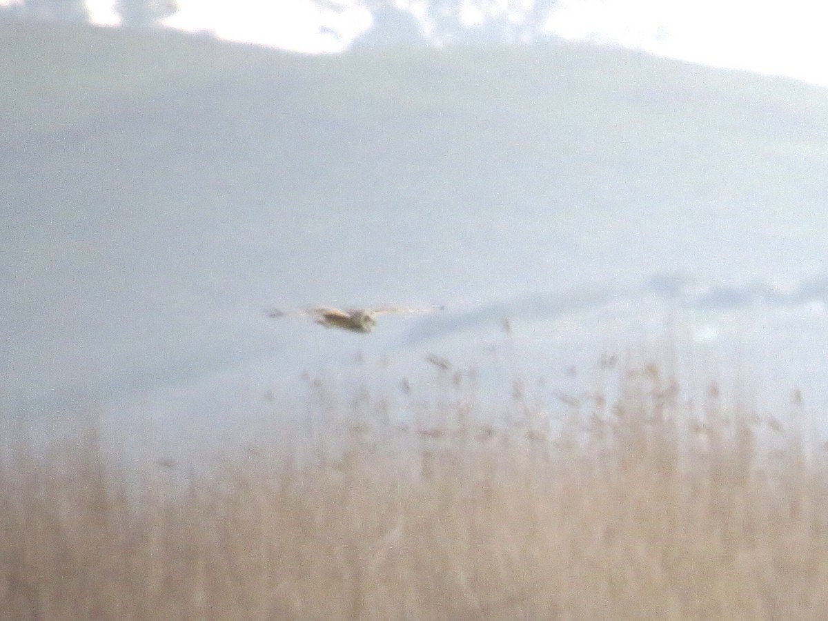 Short-eared Owl - ML646820928