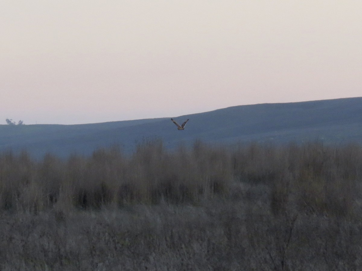 Short-eared Owl - ML646820929