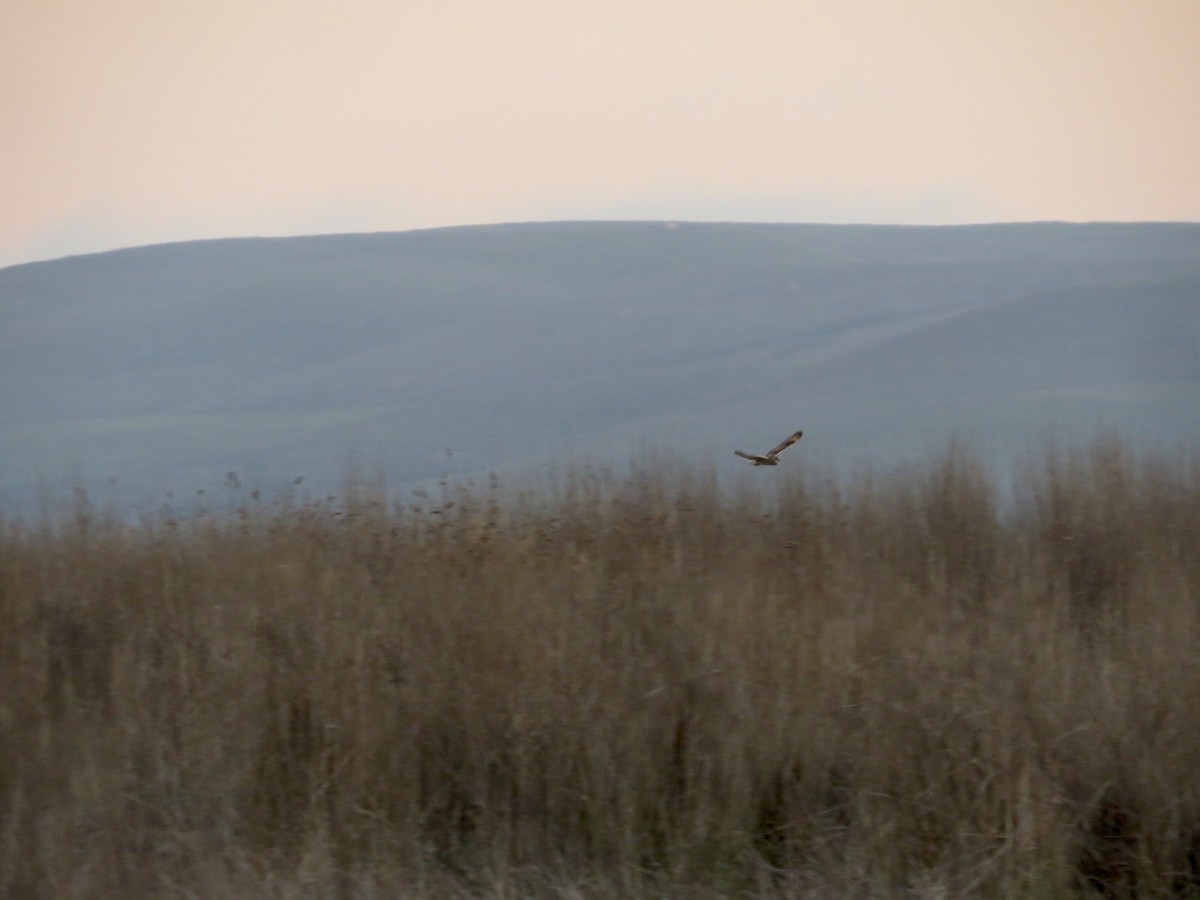 Short-eared Owl - ML646820930