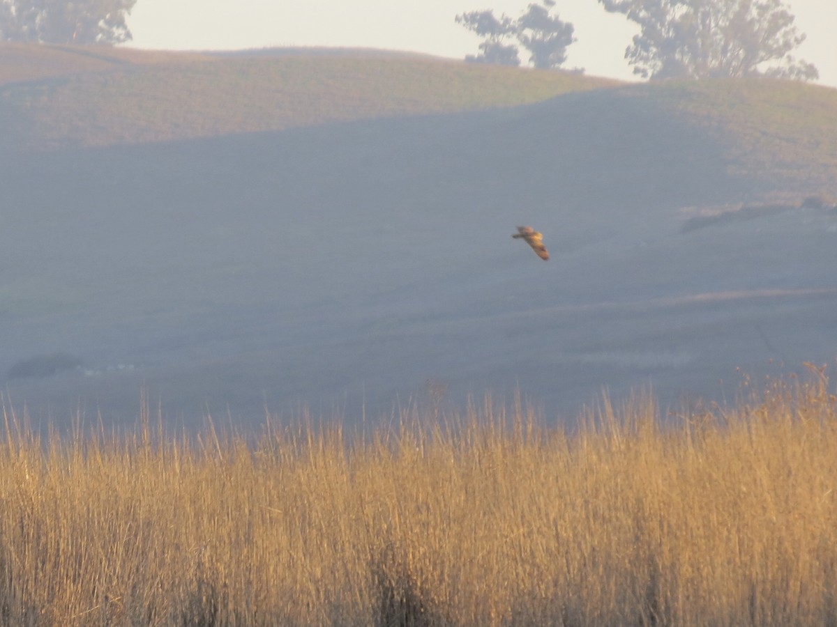 Short-eared Owl - ML646820931