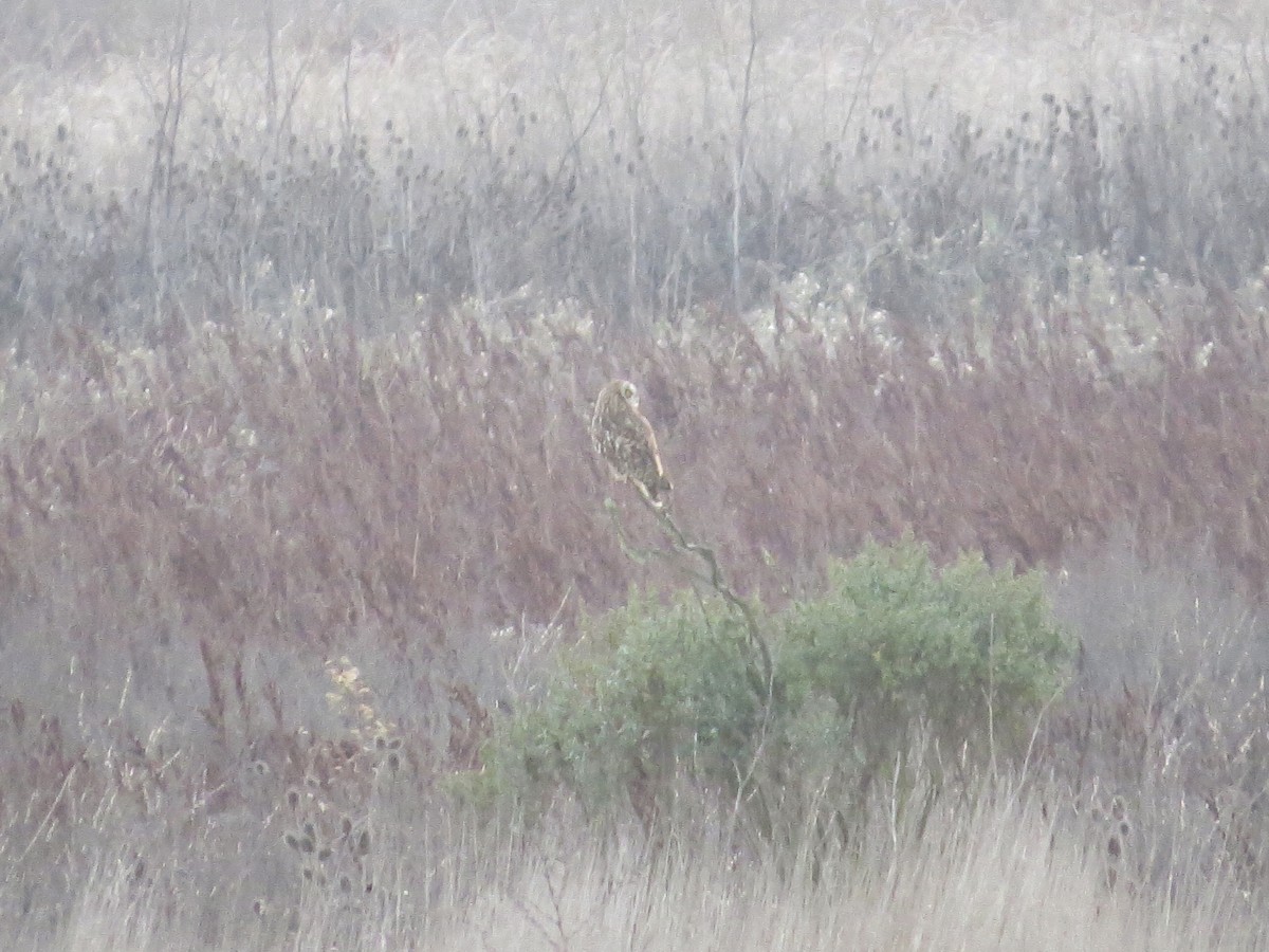 Short-eared Owl - ML646820932