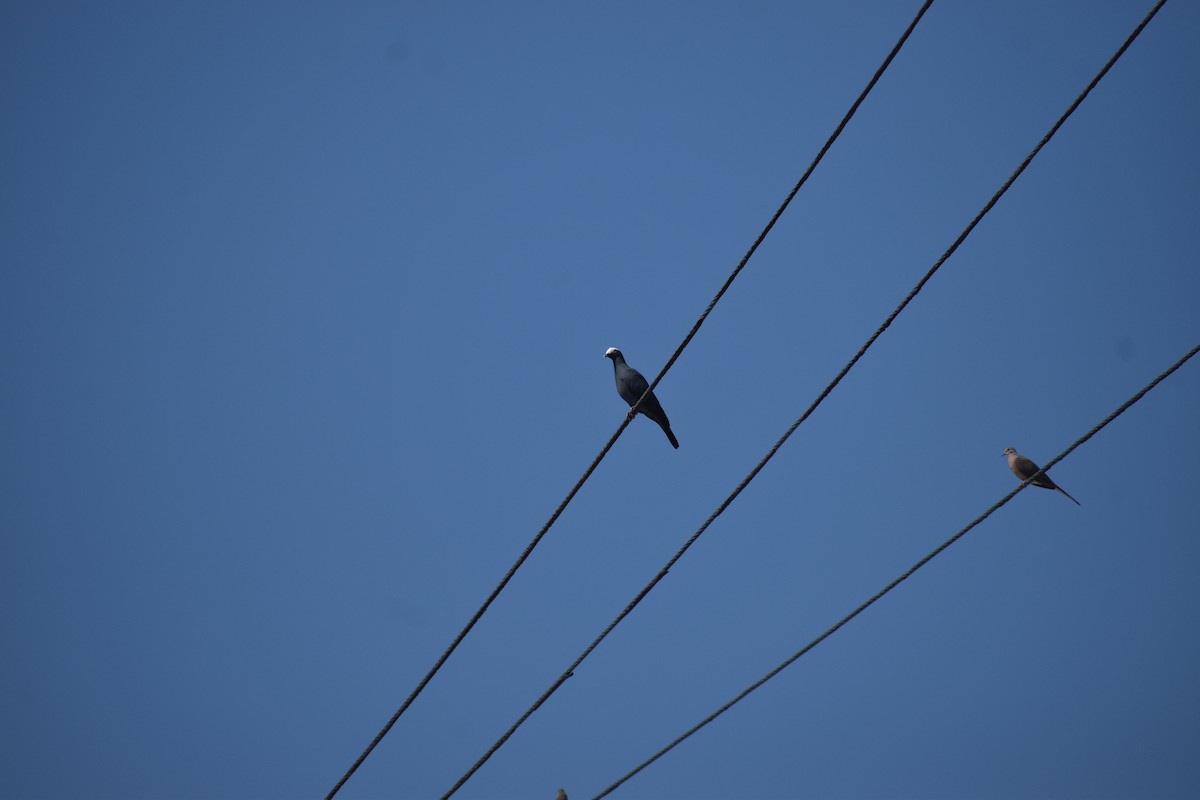 White-crowned Pigeon - ML646820933