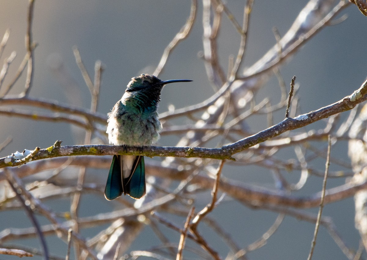 White-vented Violetear - ML646820935