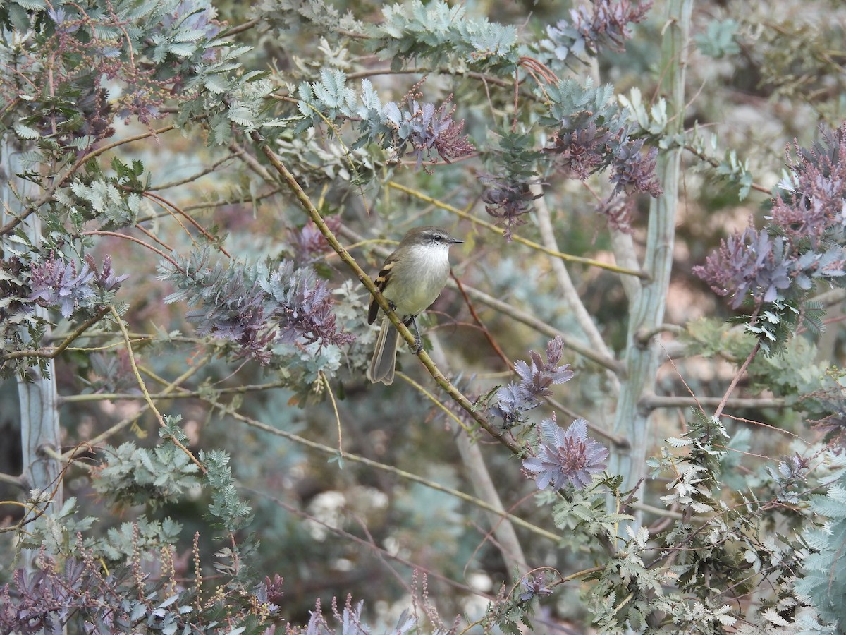 Ak Boğazlı Tiranulet - ML646820936