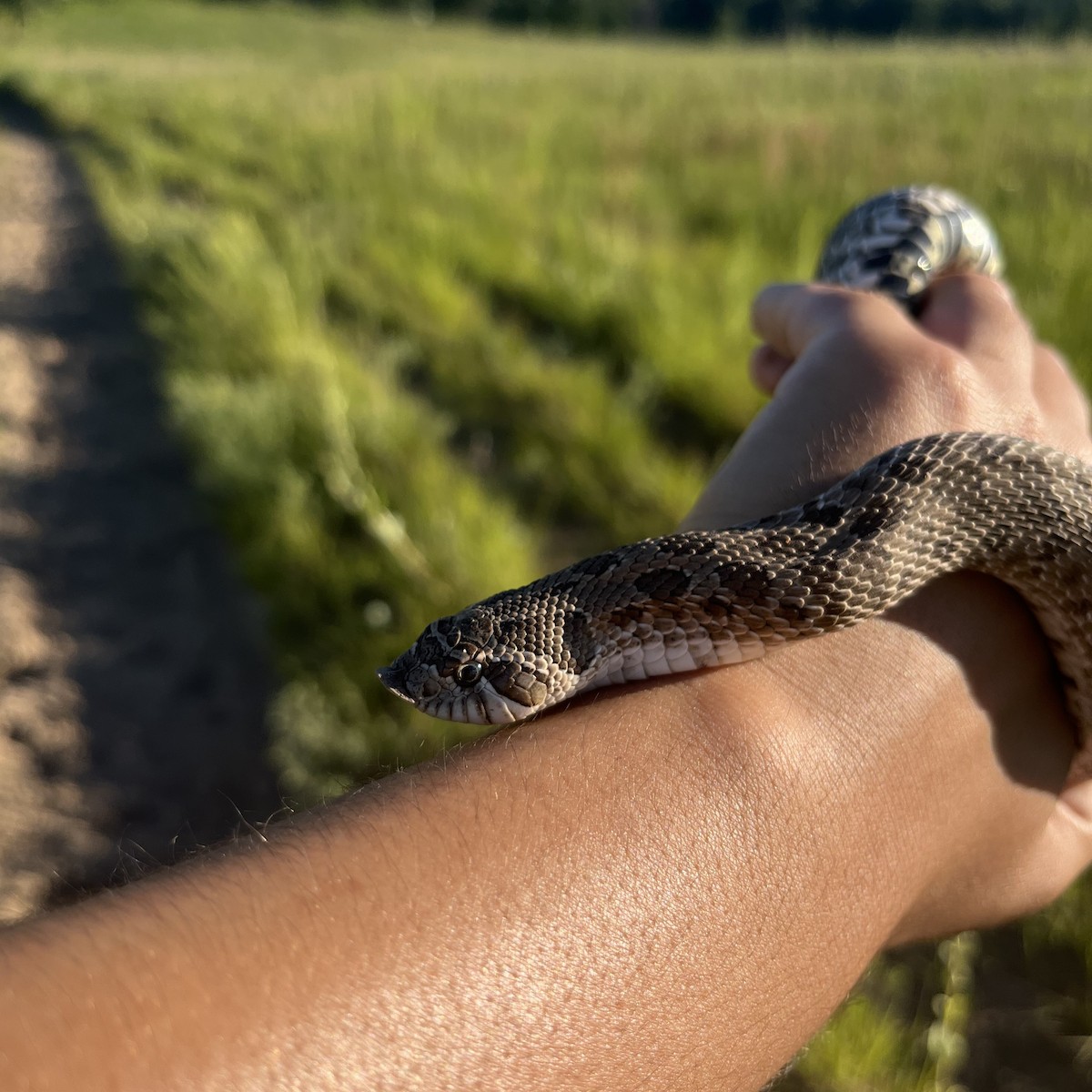 Plains Hognose Snake - ML646820947