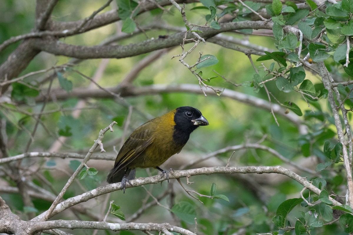 Crimson-collared Grosbeak - ML646820948
