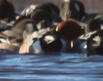 Свищ євразійський - ML646820956