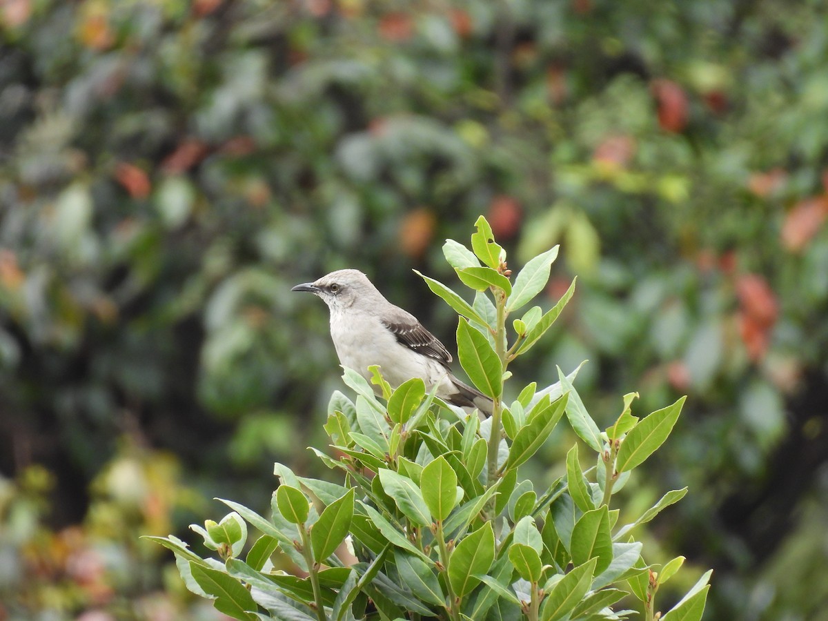 Tropical Mockingbird - ML646820958