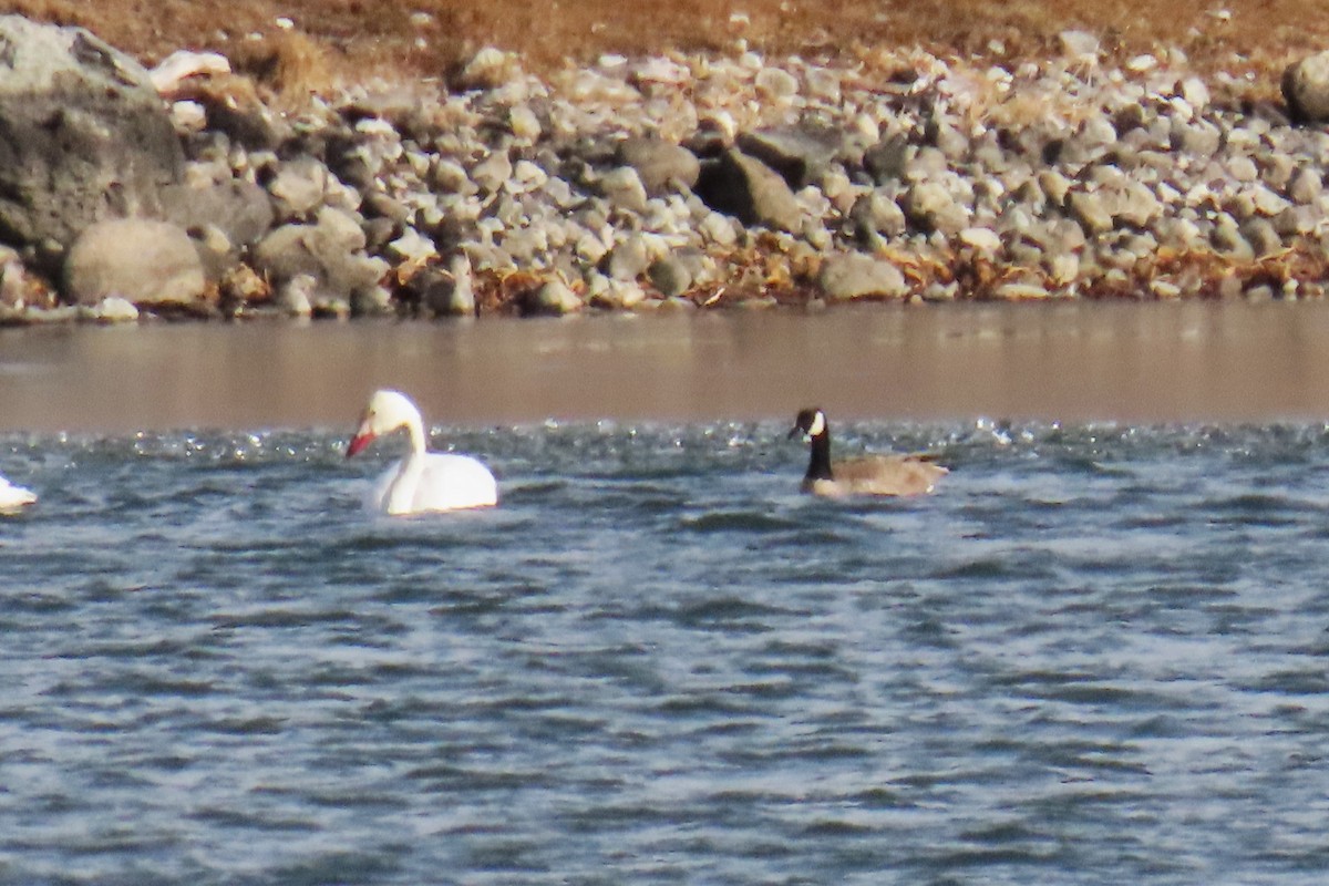 Canada Goose (moffitti/maxima) - ML646820959