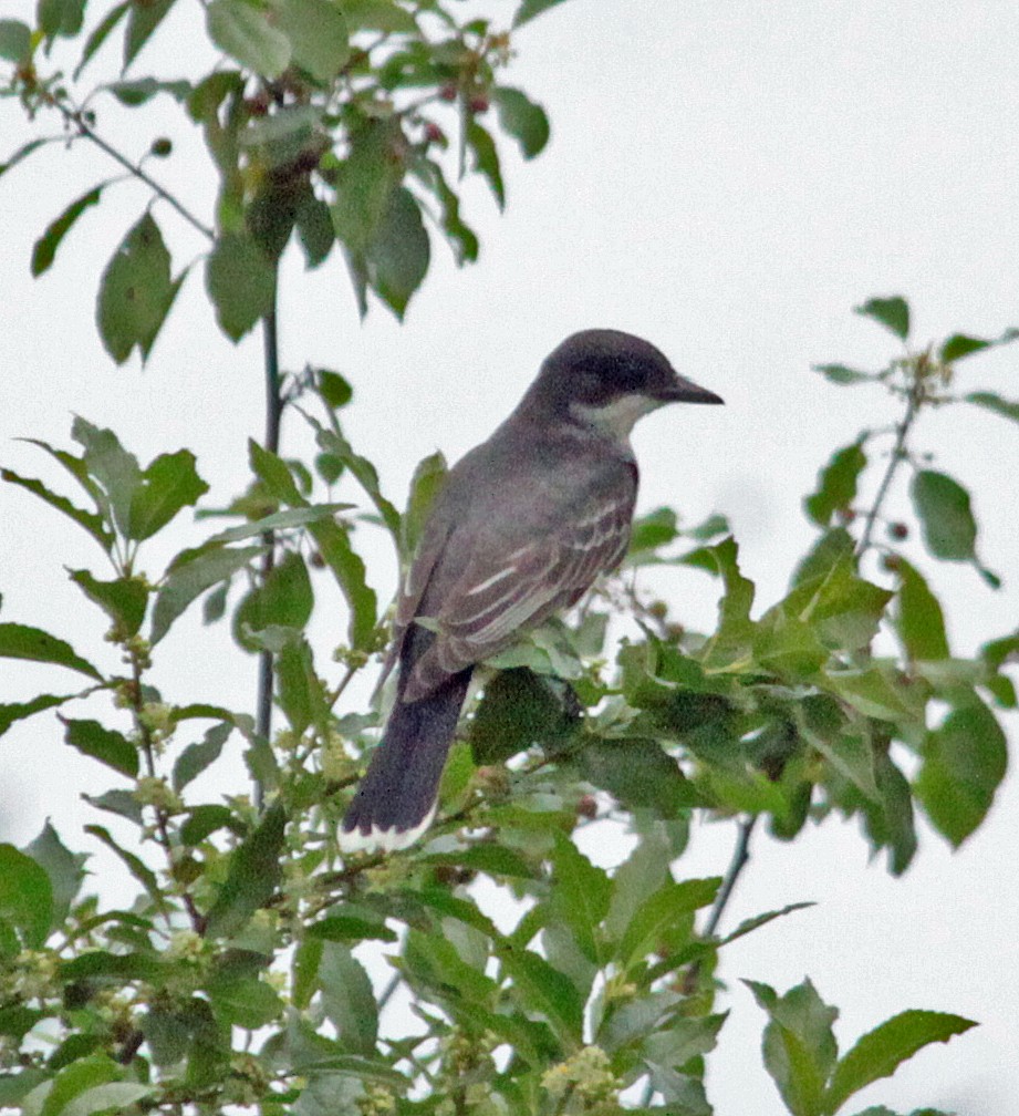 Tirano Oriental - ML646820960