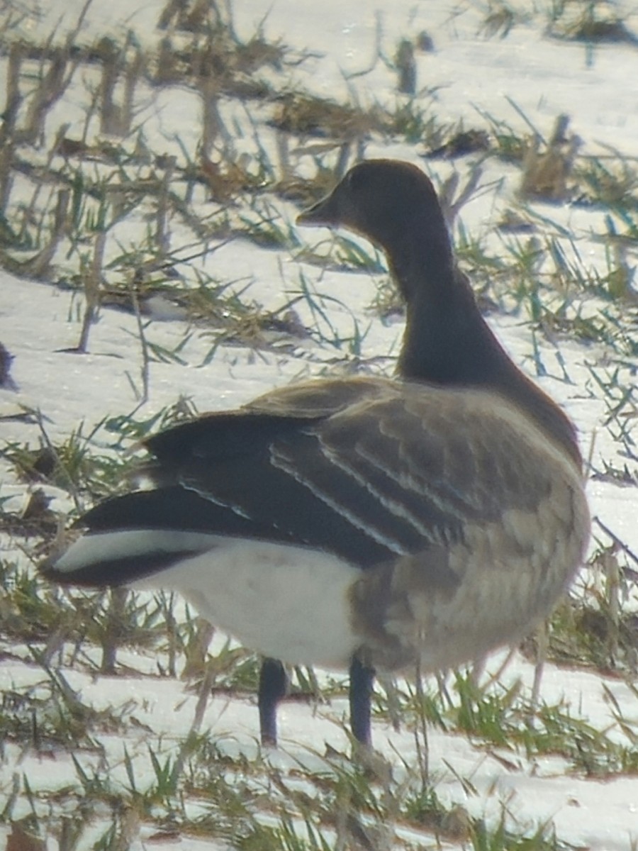 黑雁 - ML646820963