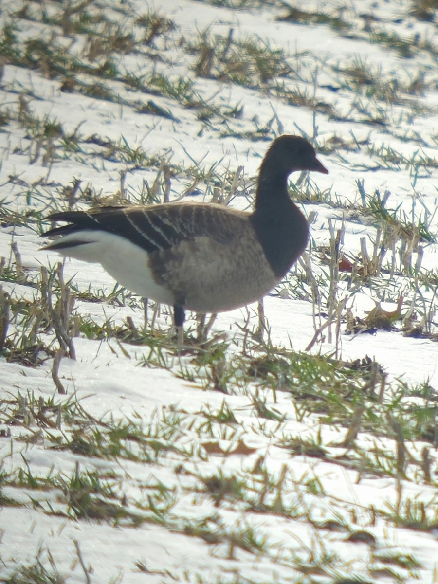 黑雁 - ML646820964