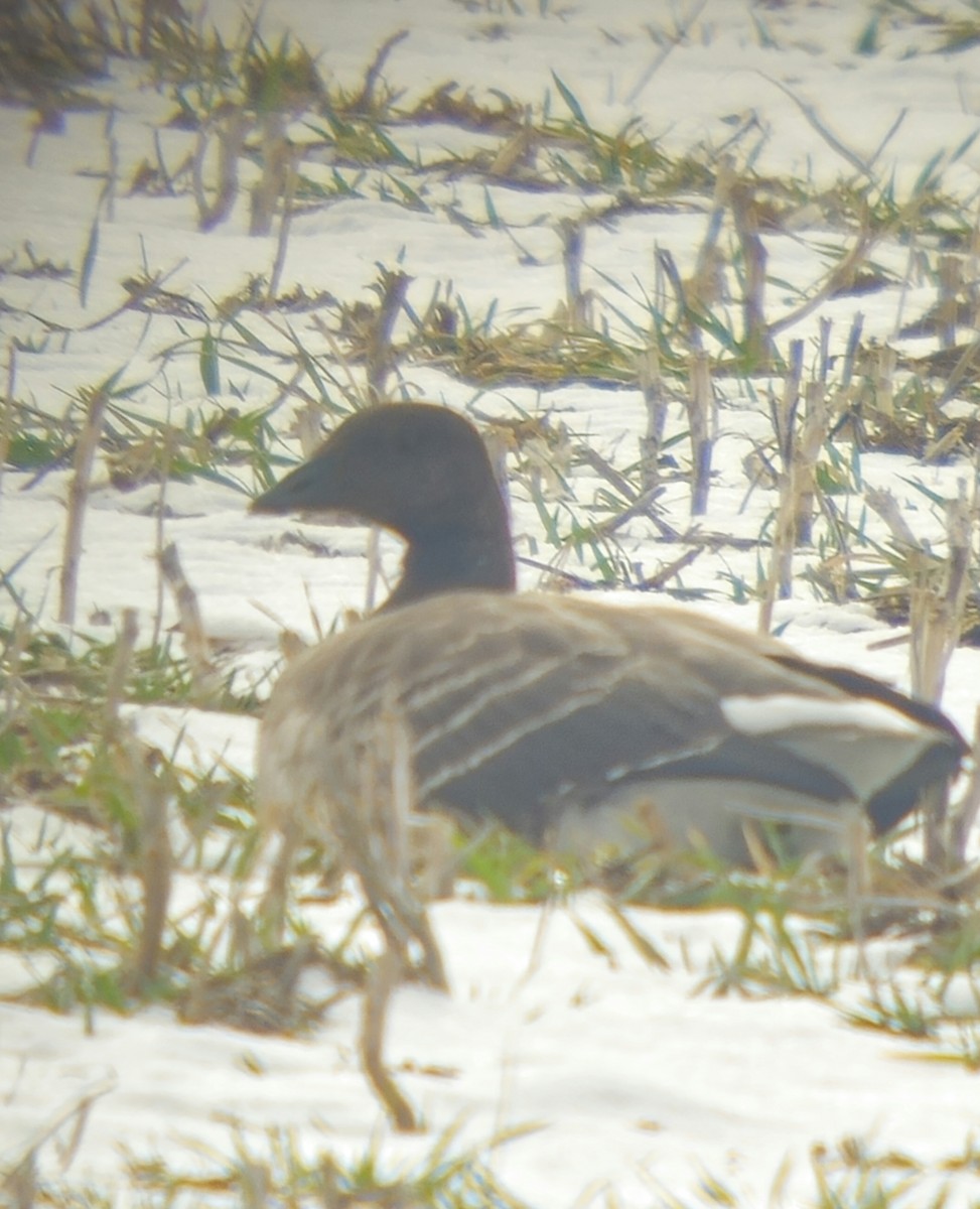 黑雁 - ML646820965