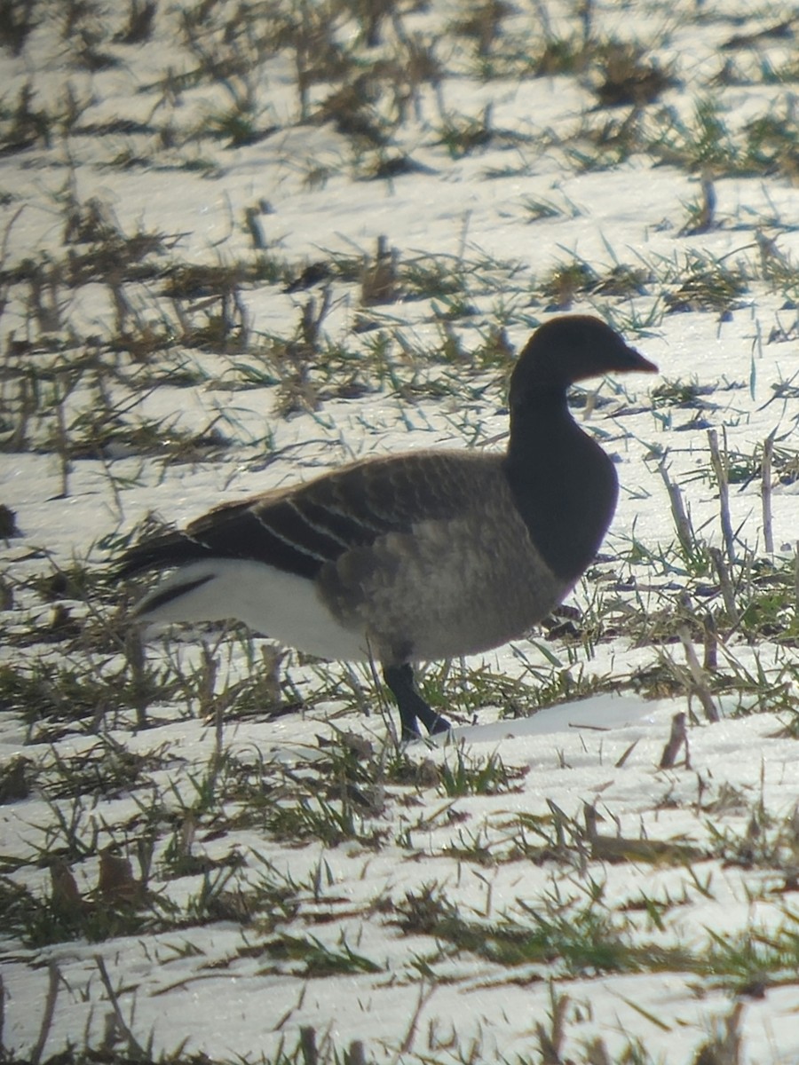 黑雁 - ML646820966