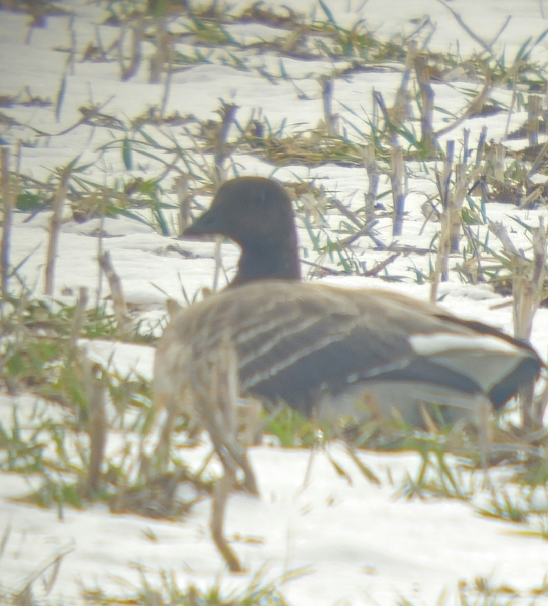 黑雁 - ML646820967