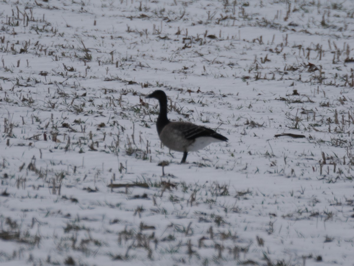 黑雁 - ML646820968