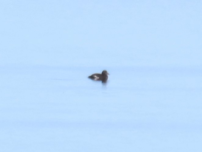 White-winged Scoter - ML646820970