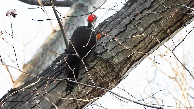 datel chocholatý - ML646820977