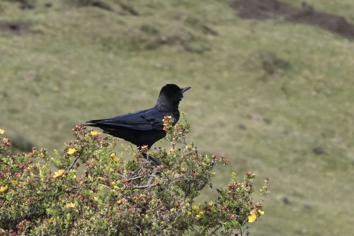 Cape Crow - ML646820978