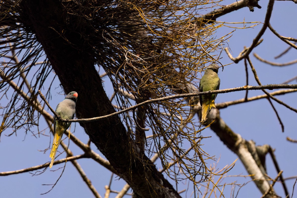 Малабарский кольчатый попугай - ML646820979