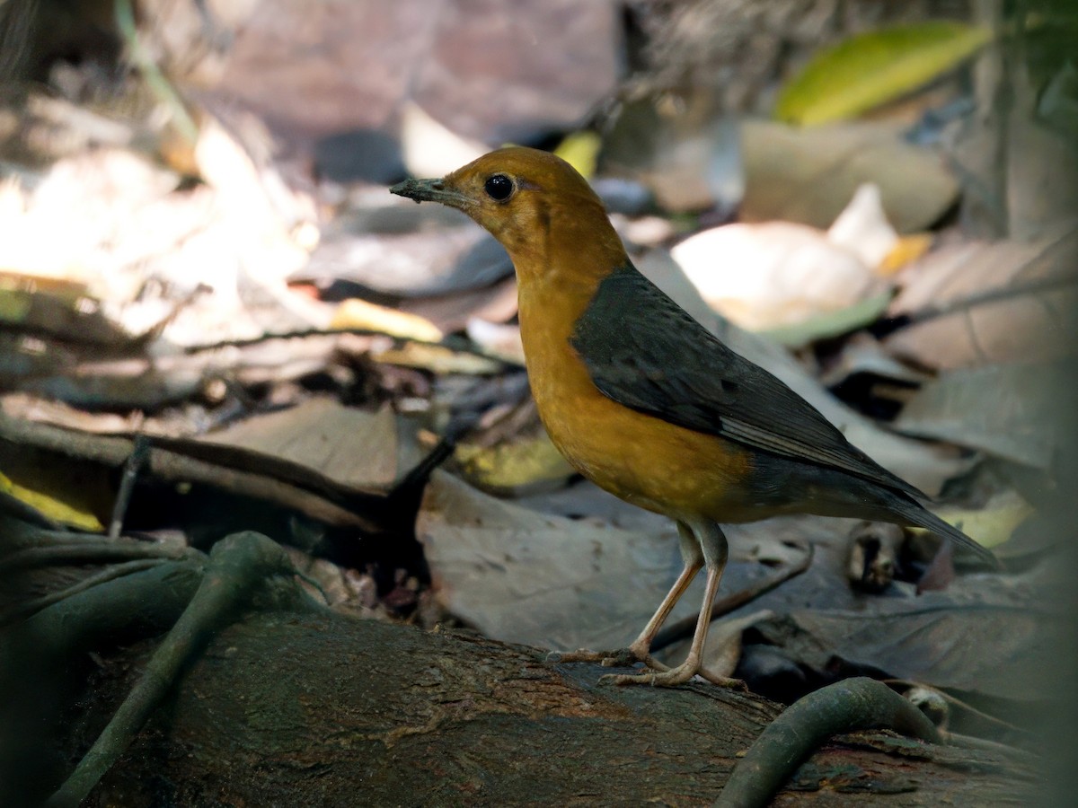 Orange-headed Thrush - ML646820980