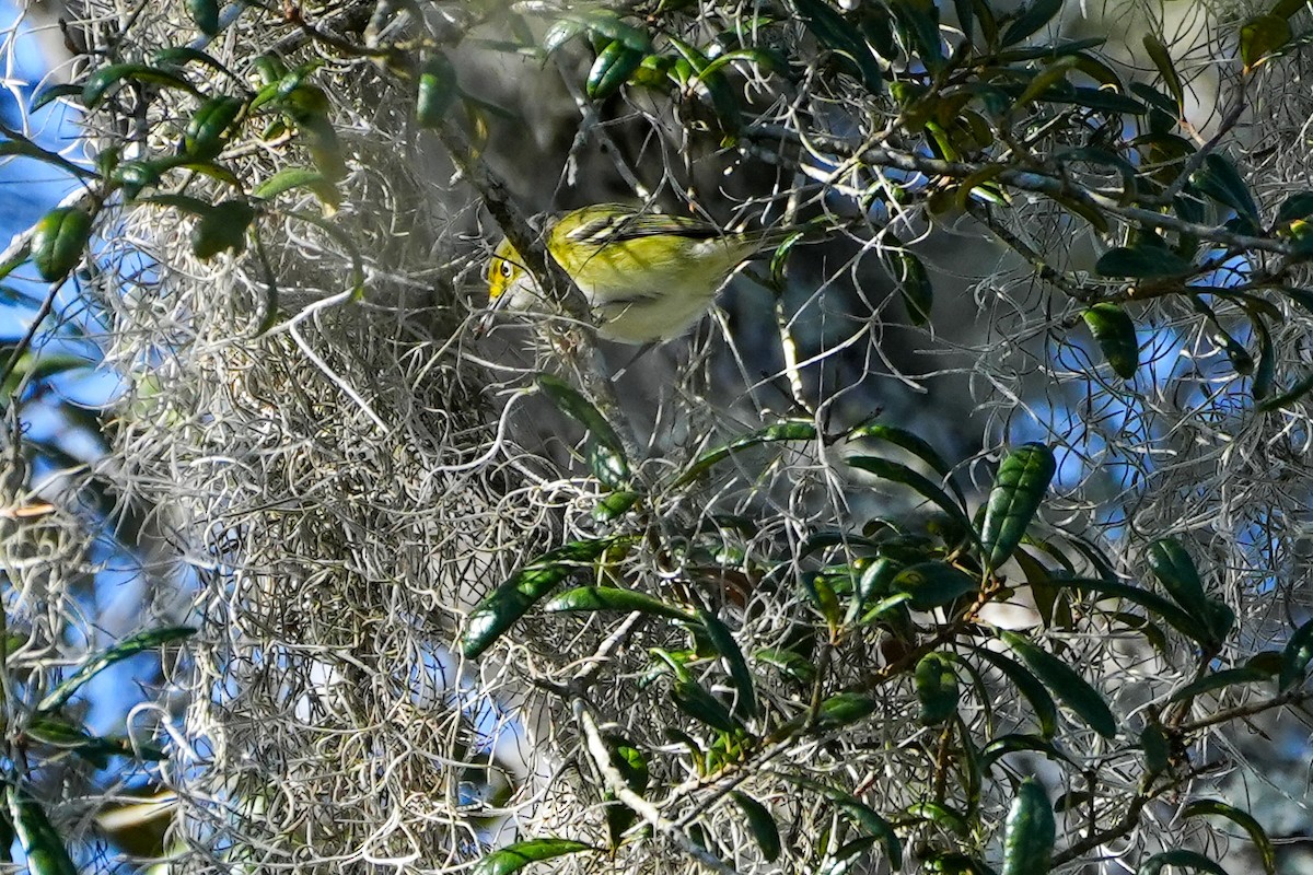 hvitøyevireo - ML646820982