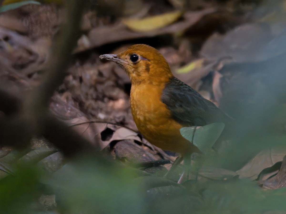 Orange-headed Thrush - ML646820983