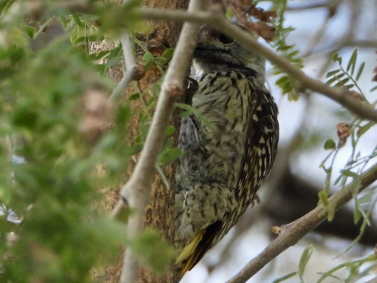Cardinal Woodpecker - ML646820985