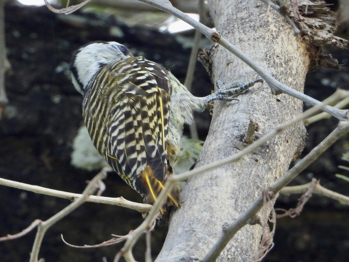 Cardinal Woodpecker - ML646820987