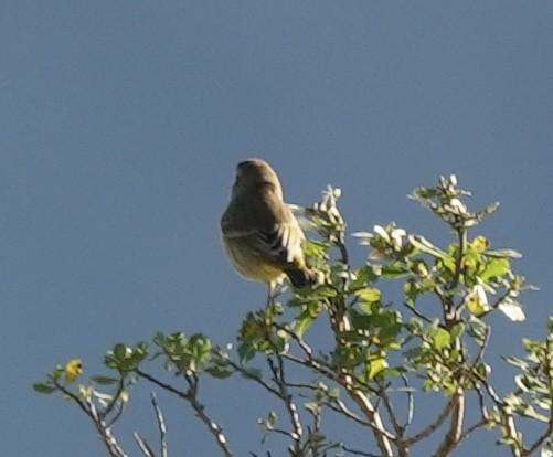 Palmiye Ötleğeni - ML646820991