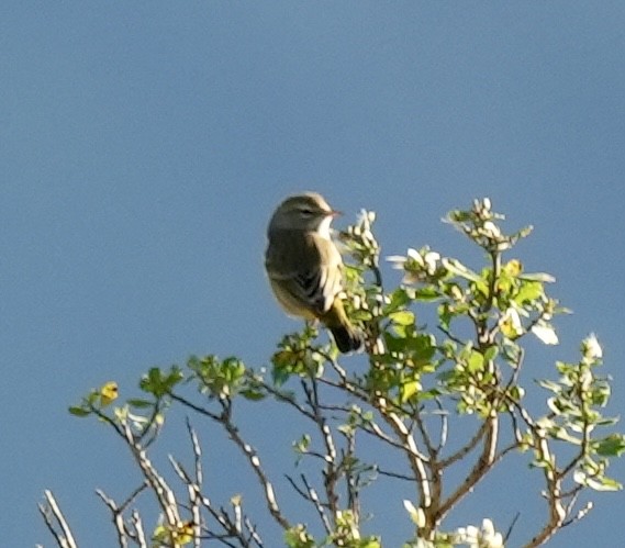 Palmiye Ötleğeni - ML646820992