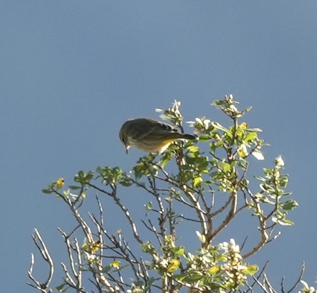 Palmiye Ötleğeni - ML646820993