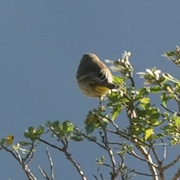 Palmiye Ötleğeni - ML646820994