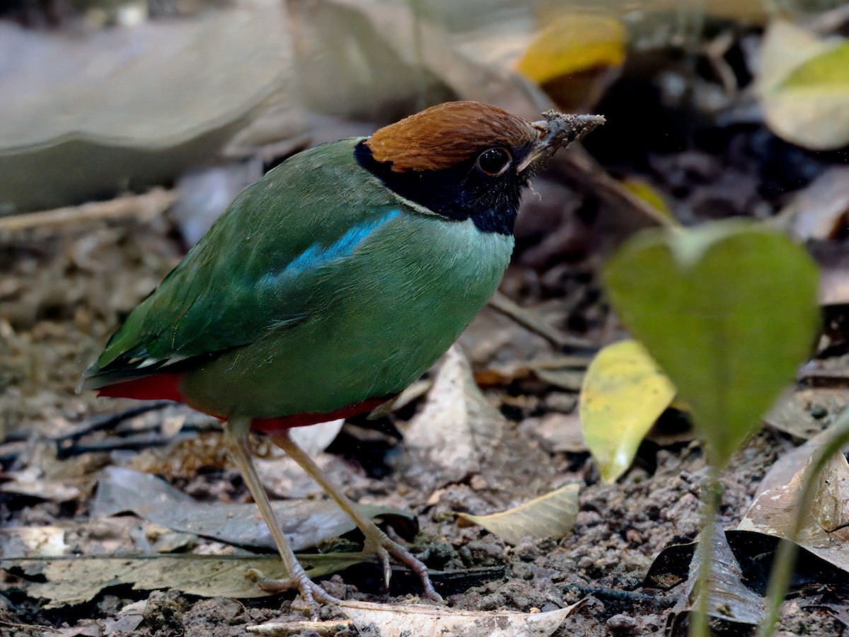 Western Hooded Pitta - ML646820995
