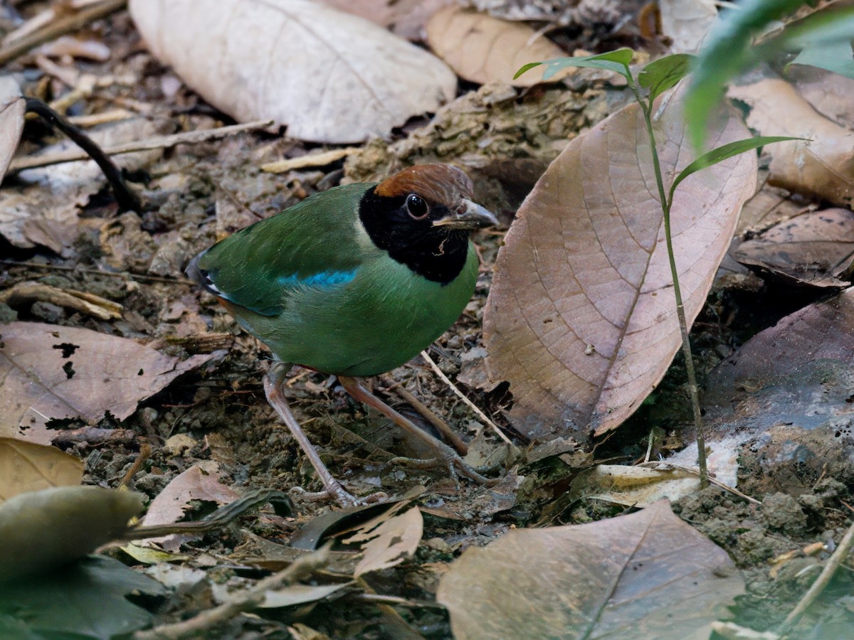 Western Hooded Pitta - ML646820996