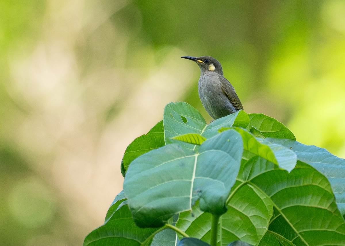 Cryptic Honeyeater - ML646820998