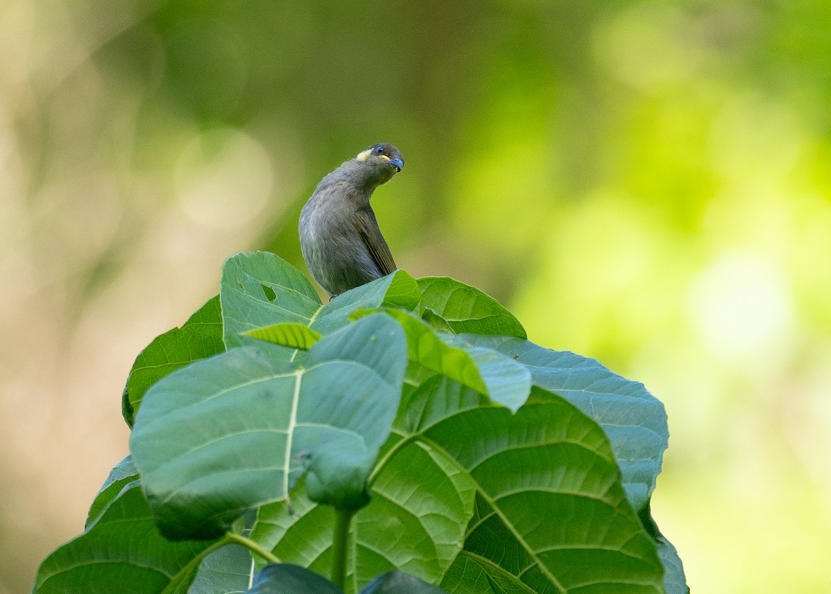Cryptic Honeyeater - ML646820999