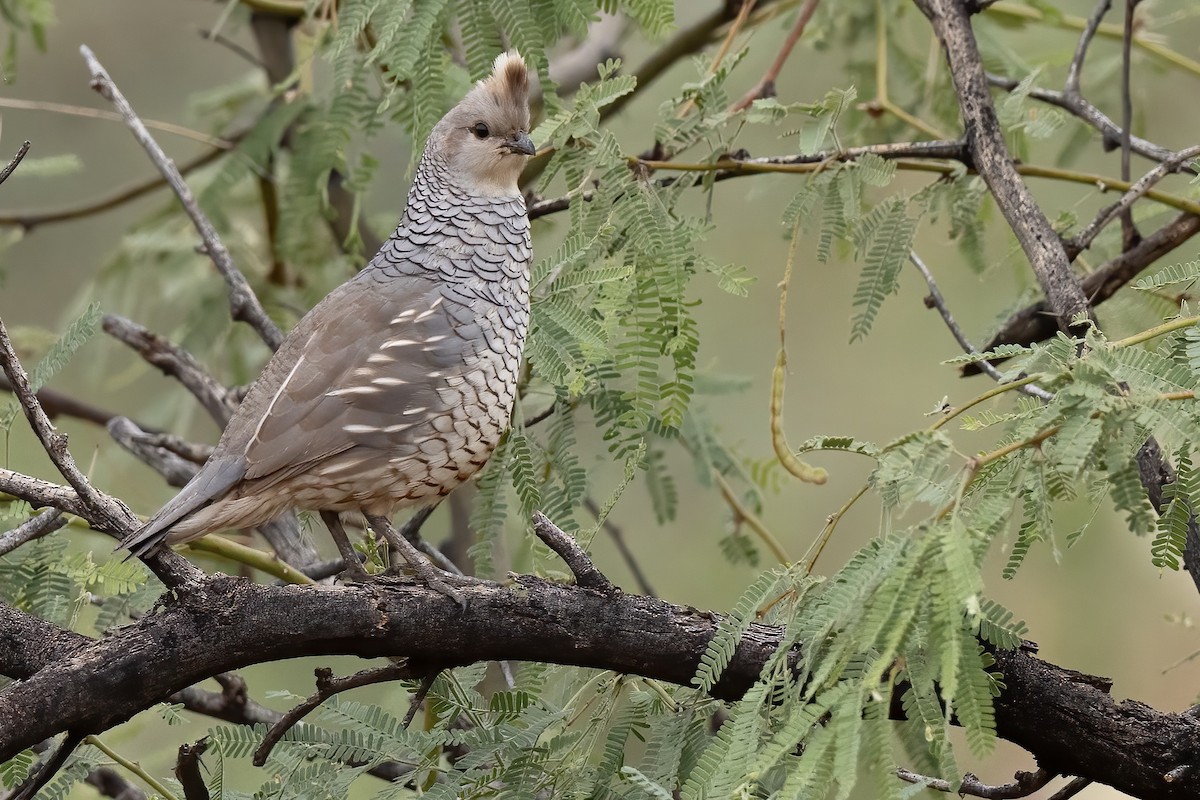 Scaled Quail - ML646821001