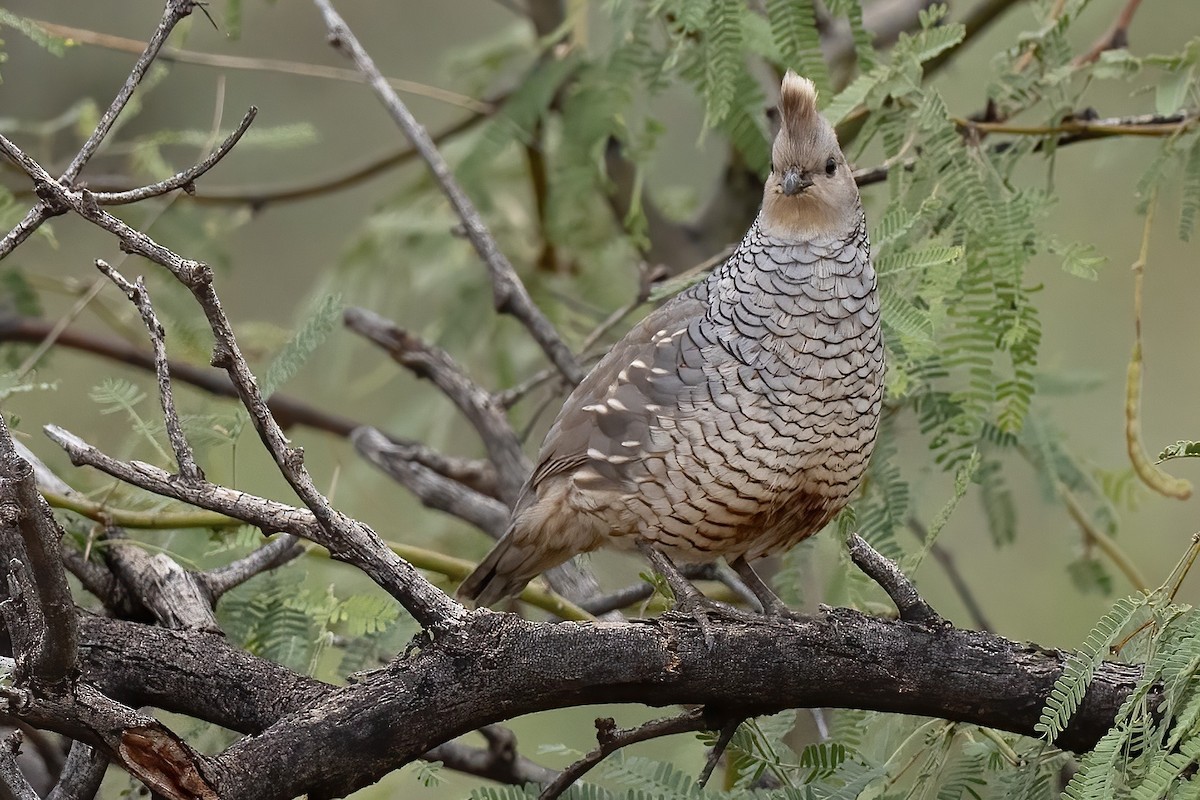 Scaled Quail - ML646821002
