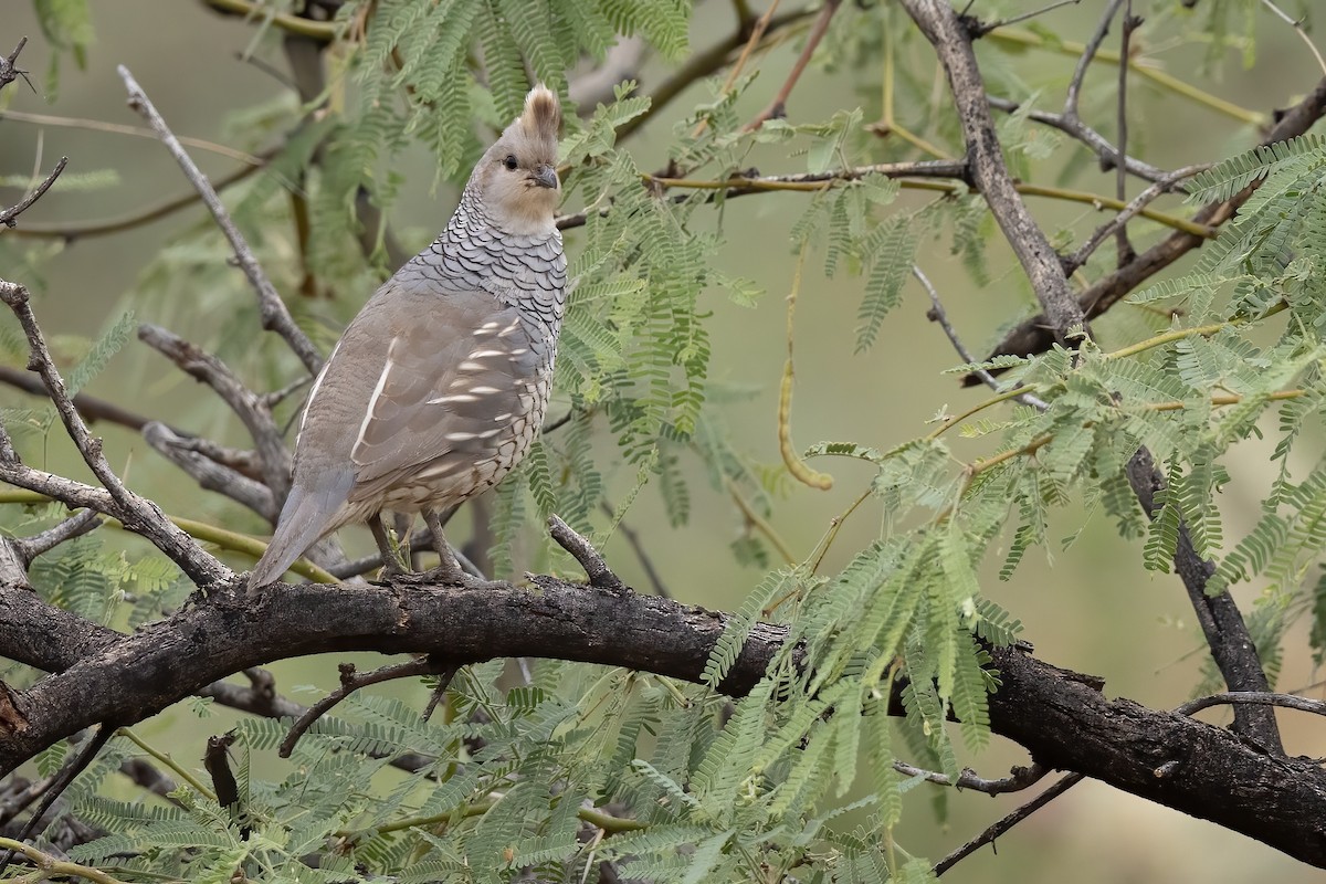 Scaled Quail - ML646821003